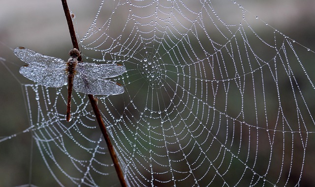 Oh, What a Tangled Web