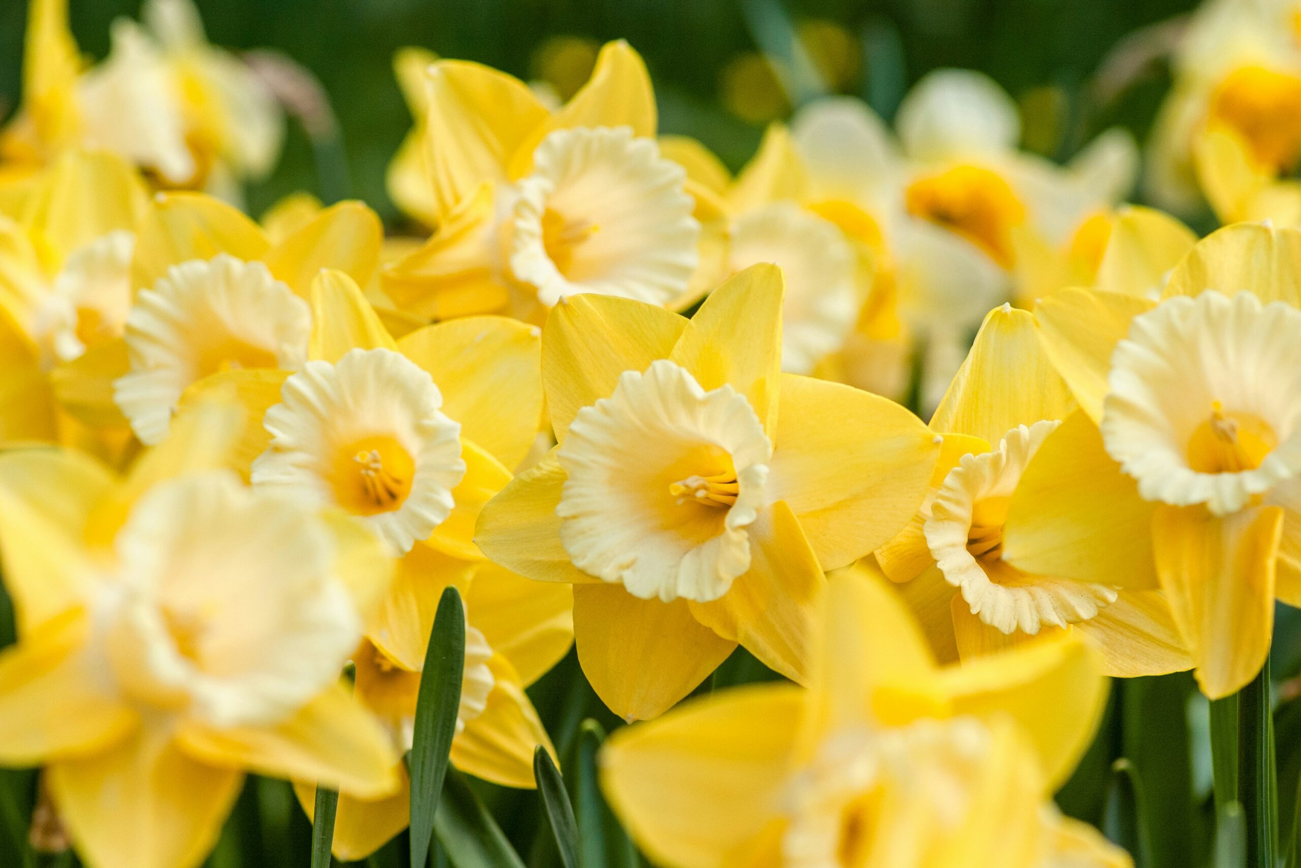 How to Cultivate Joy